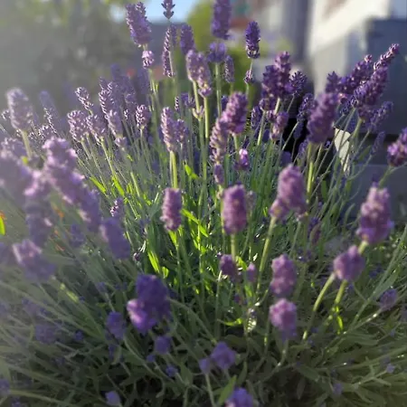 Lawendowe Wzgorze Na Wylacznosc Z Jacuzzi I Klimatyzacja Nyaraló Mielenko