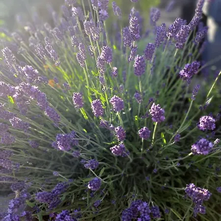 Lawendowe Wzgorze Na Wylacznosc Z Jacuzzi I Klimatyzacja