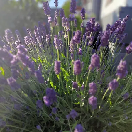 Lawendowe Wzgorze Na Wylacznosc Z Jacuzzi I Klimatyzacja Nyaraló Mielenko