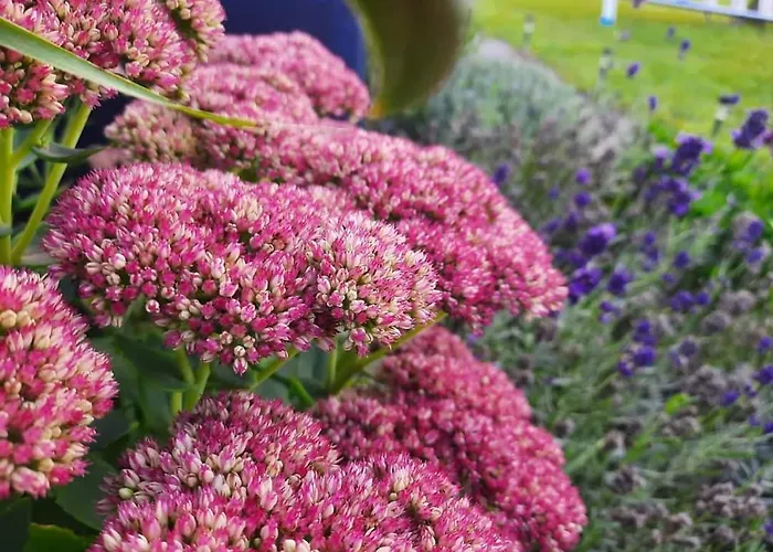 Holiday home Lawendowe Wzgorze Na Wylacznosc Z Jacuzzi I Klimatyzacja Mielenko