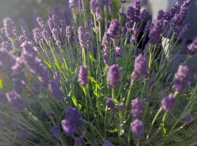 Lawendowe Wzgorze Na Wylacznosc Z Jacuzzi I Klimatyzacja Holiday home Mielenko