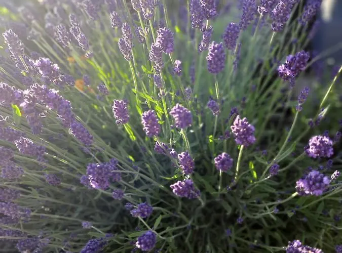 Lawendowe Wzgorze Na Wylacznosc Z Jacuzzi I Klimatyzacja