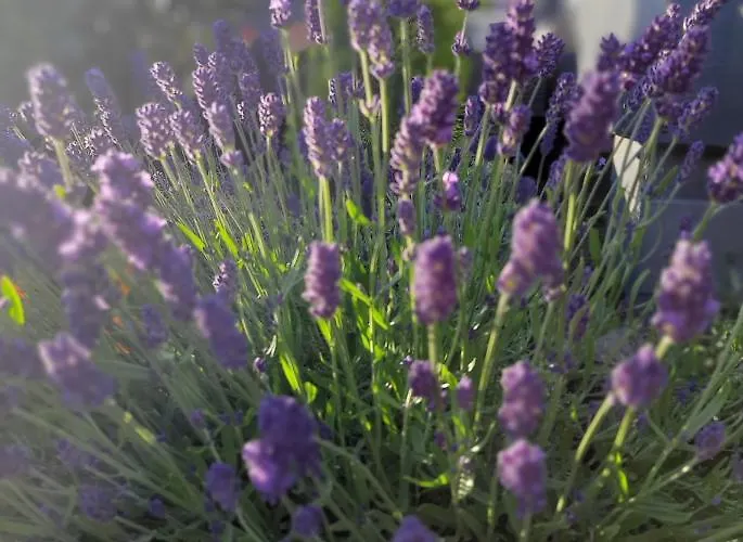 Lawendowe Wzgorze Na Wylacznosc Z Jacuzzi I Klimatyzacja Holiday home Mielenko