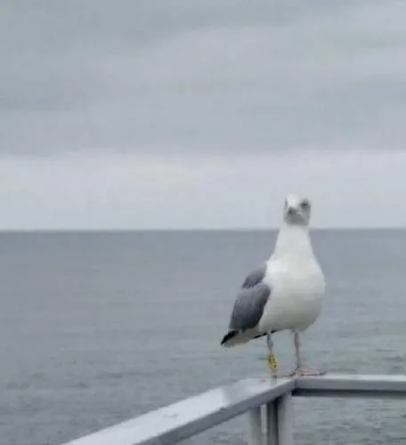 Lawendowe Wzgorze Na Wylacznosc Z Jacuzzi I Klimatyzacja *
