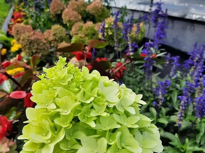 Lawendowe Wzgorze Na Wylacznosc Z Jacuzzi I Klimatyzacja Mielenko